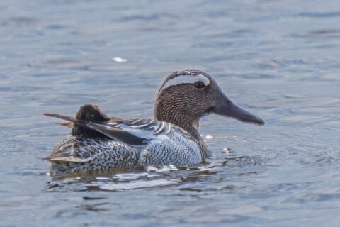 Eend met gedetailleerd verenkleed zwemt in rustig water.