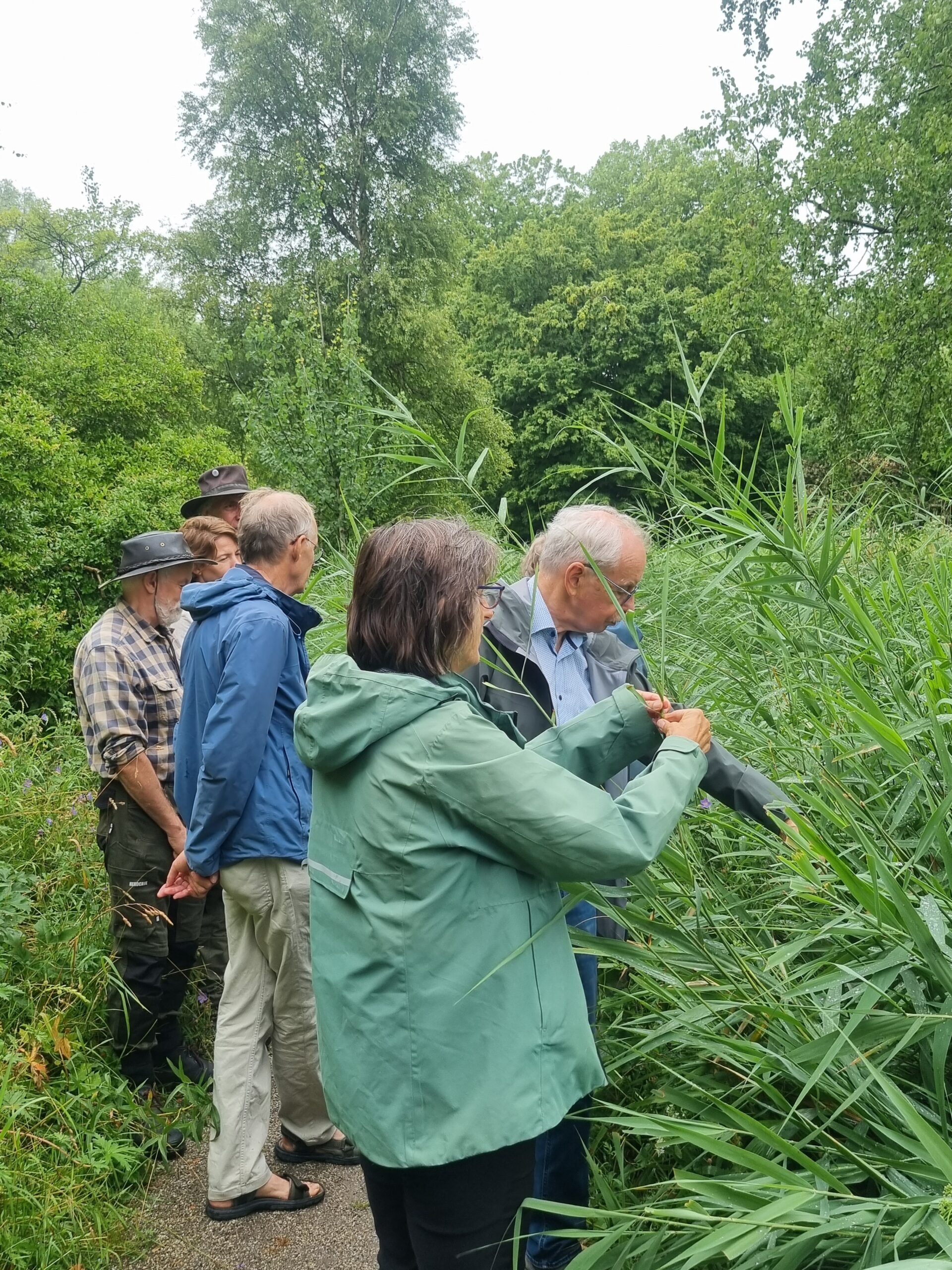 Groep mensen in regenjassen onderzoekt planten in een bosrijke omgeving.