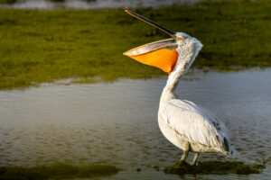 Pelican met fel oranje keelzak staat in ondiep water met groene achtergrond.