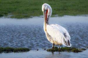 Pelikaan staat op gras in ondiep water met groene achtergrond.
