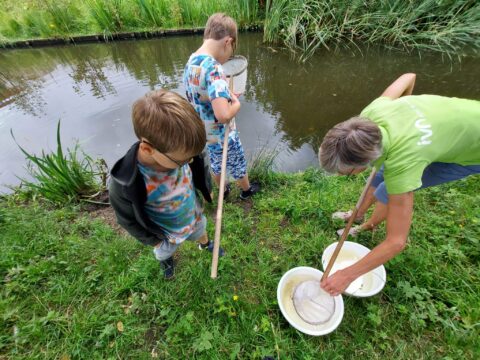 Twee kinderen en een volwassene vangen waterdieren in een sloot met netten.