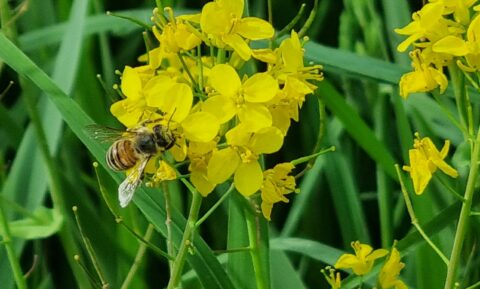 Bij, verzamelt nectar op gele bloemetjes, omgeven door groene bladeren.