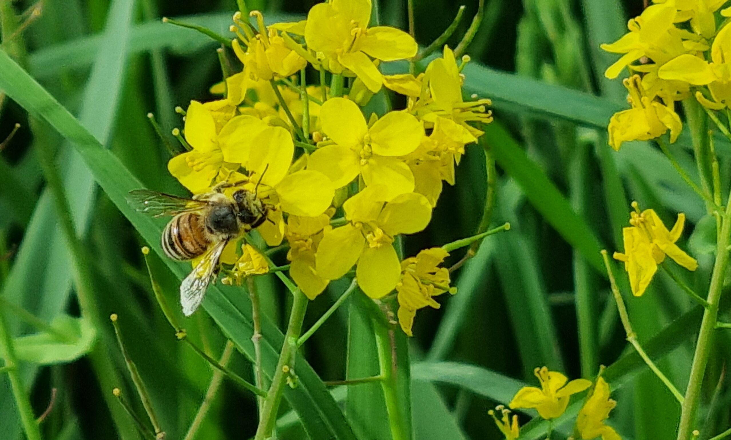 Bij, verzamelt nectar op gele bloemetjes, omgeven door groene bladeren.