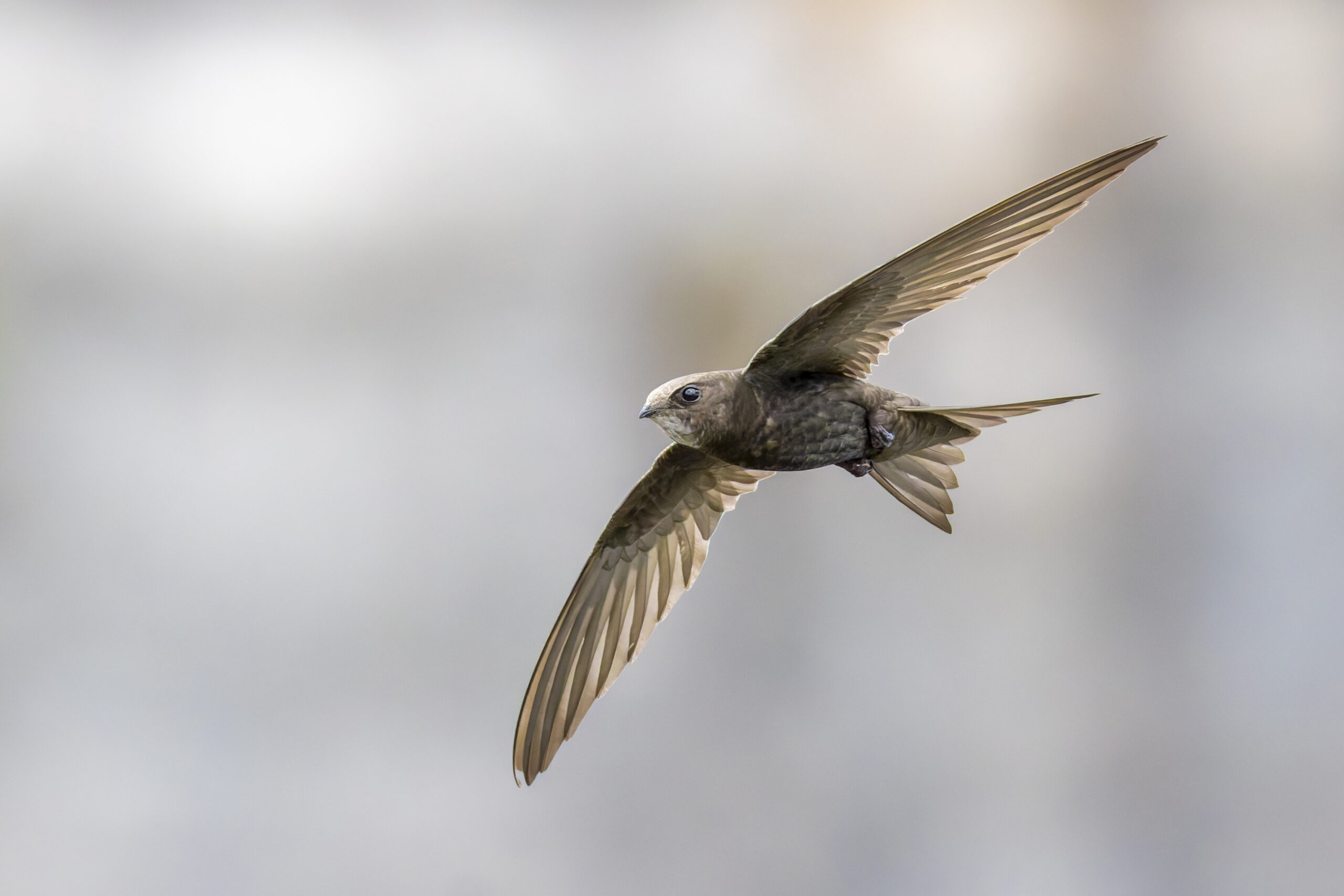 Vliegende vogel tegen een wazige luchtachtergrond, vleugels wijd uitgespreid.