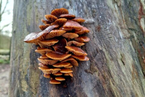 Paddenstoelen groeien in trossen aan een boomstam in een bos.