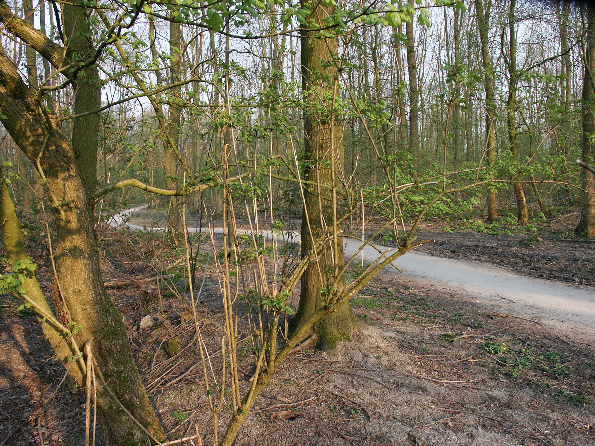 Natuurwandeling Veldhuizerbos