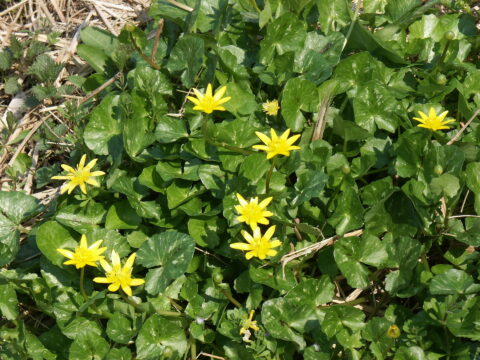 Heldere gele bloemen te midden van groene bladeren en dor gras.