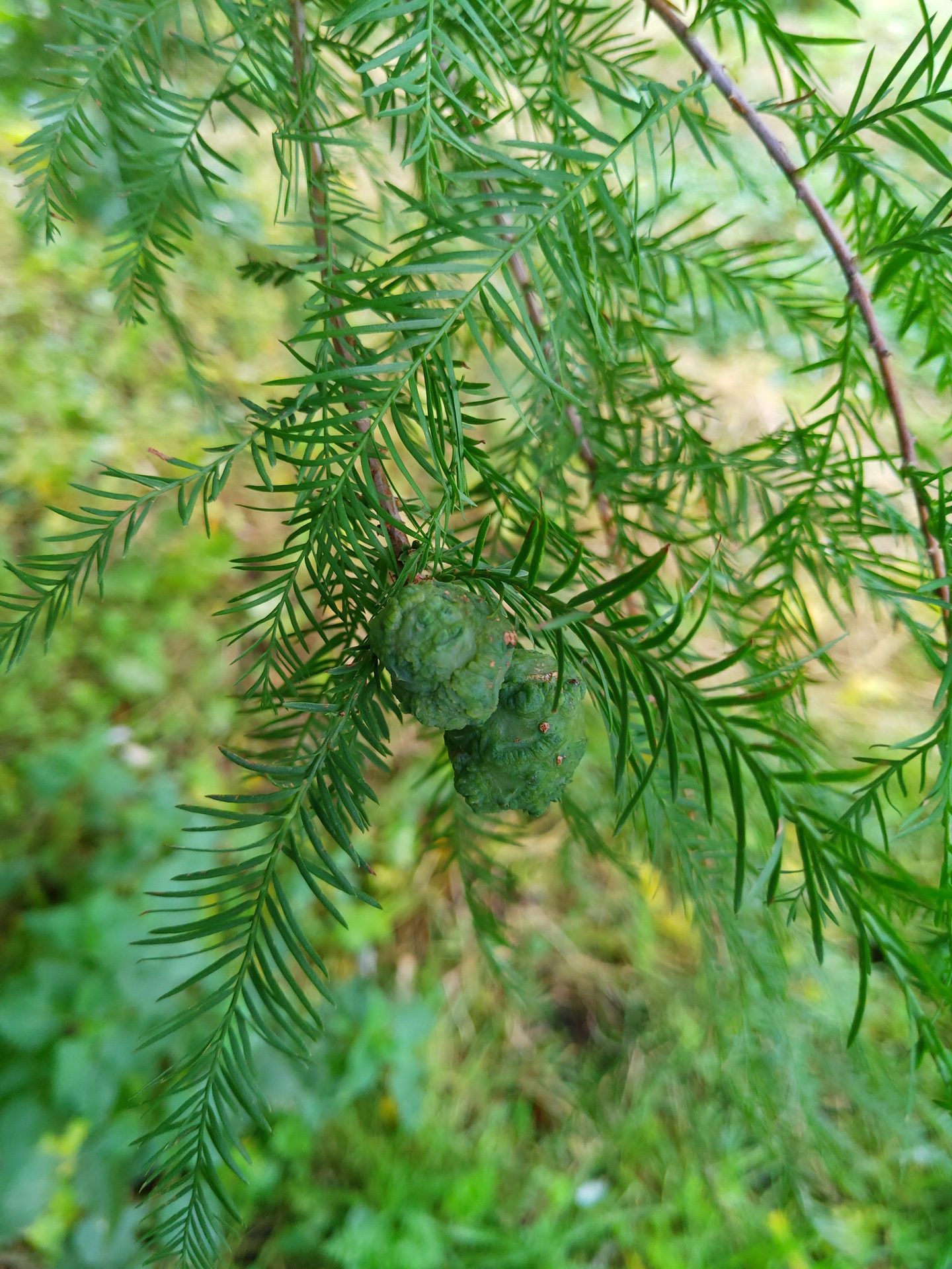 Natuurwandeling Rand van Dronten