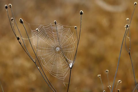 Jeugd Swifterbant Spinnenweb