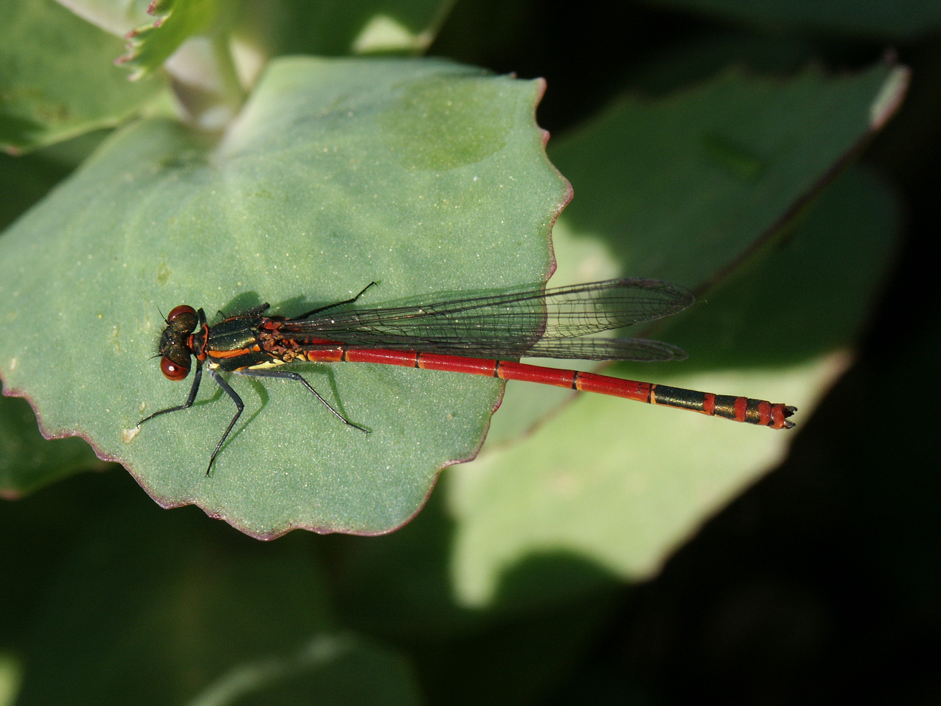 Natuurwandeling Pluvierentocht