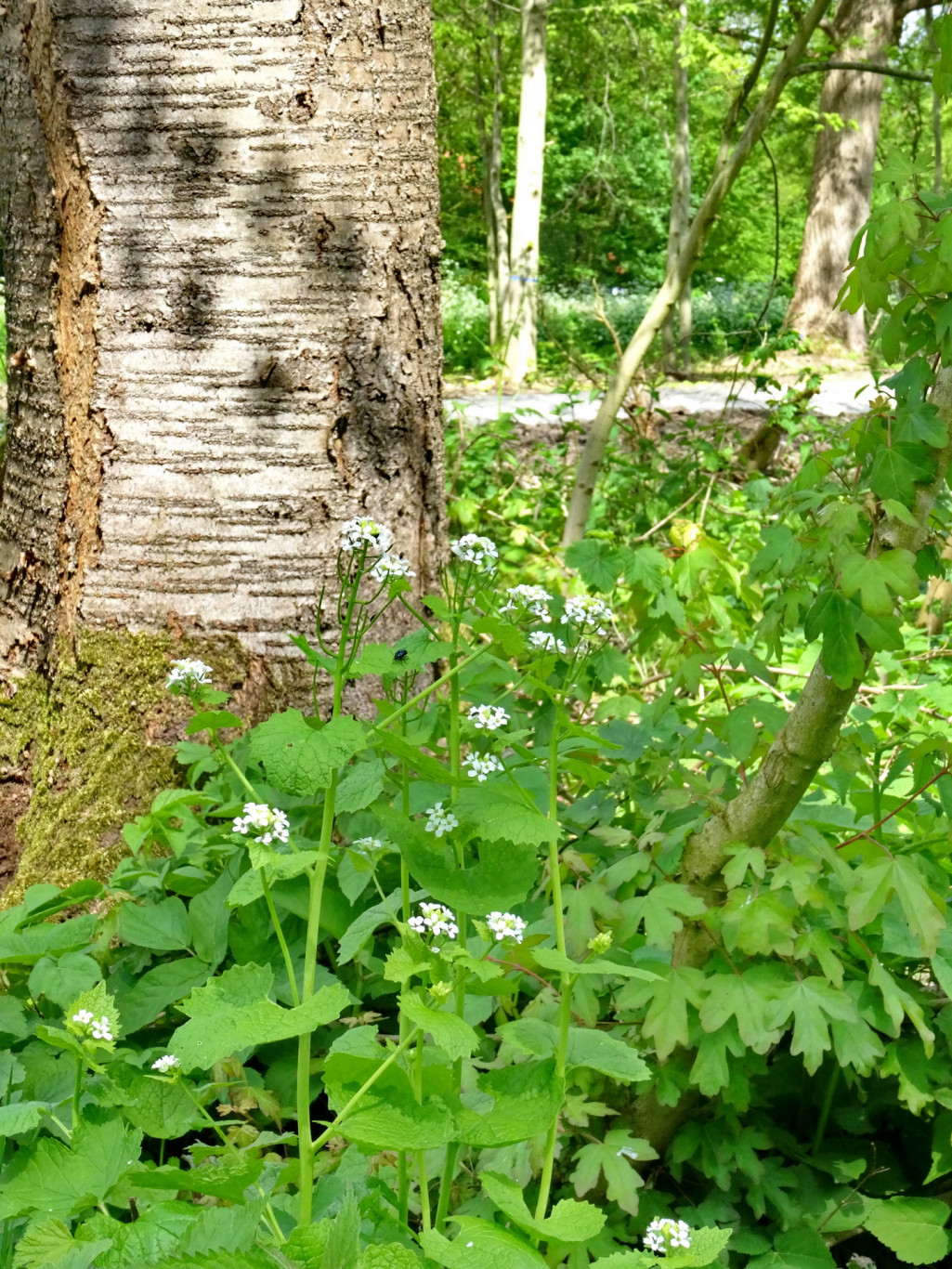 Natuurwandeling Wisentbos