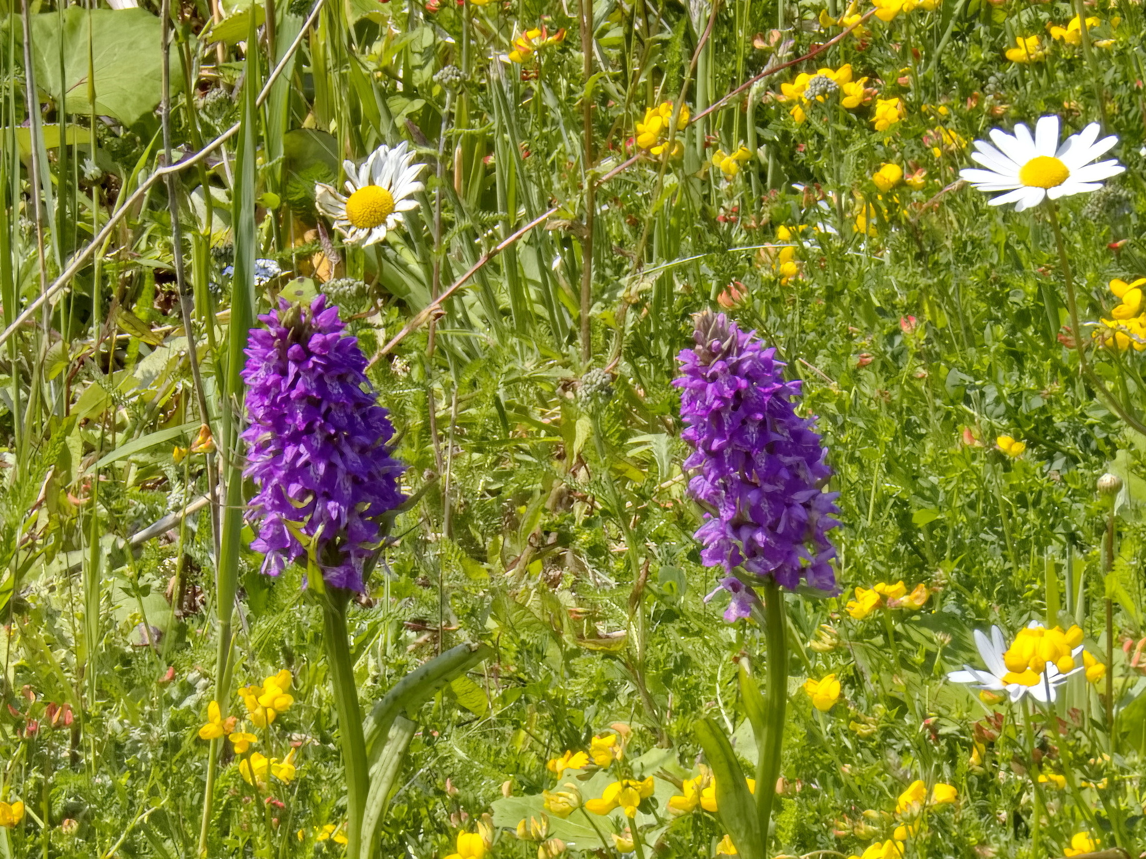 Paarse orchideeën en madeliefjes in een weide met geelgroen gras en wilde bloemen.