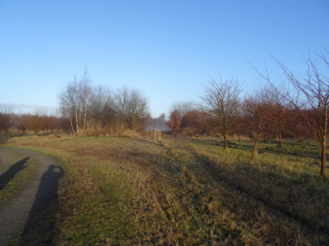 Landelijk landschap met kale bomen en een pad. Schaduwen vallen over gras en struiken onder een blauwe hemel.