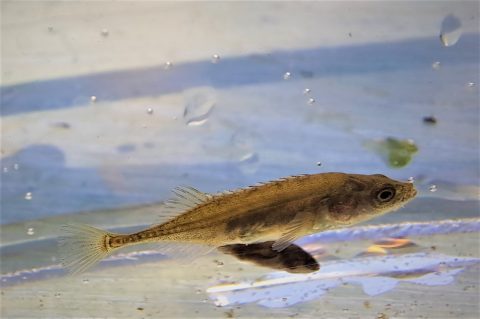 Een kleine vis zwemt in helder water met luchtbelletjes.