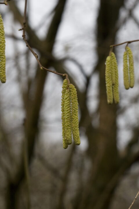 Groene hazelaarkatjes aan een tak met vage bomen op de achtergrond.