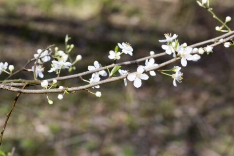 Takken met witte bloesem tegen een wazige, natuurlijke achtergrond.