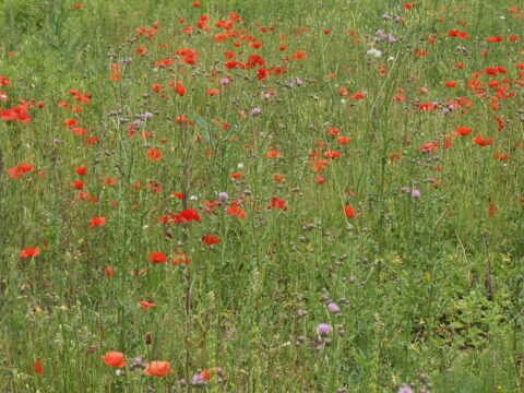 Bloemenveld met rode klaprozen en paarse distels verspreid over groen gras.