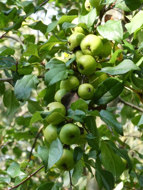 Groene appels hangen aan een tak met glanzend groene bladeren in zonlicht.