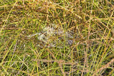 Dauw bedekte spinnenweb tussen groene en bruine grassprieten.