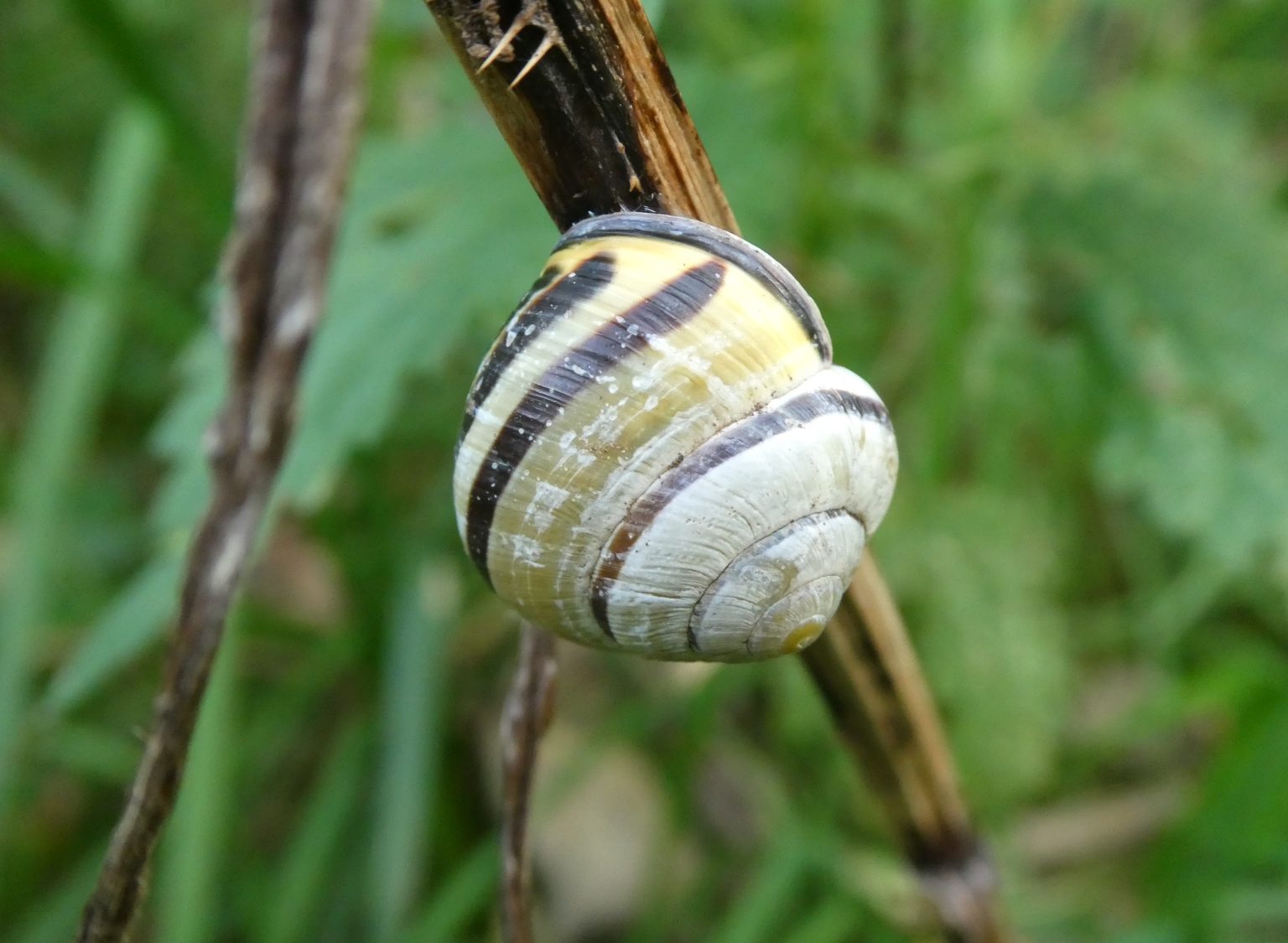 Oktober 2023 – Het verhaal van de naaktslak en de huisjesslak - Dronten