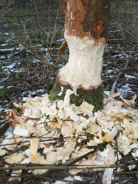 Boomstam omringd door houtsnippers, waarschijnlijk geknaagd door een bever in een besneeuwd bos.