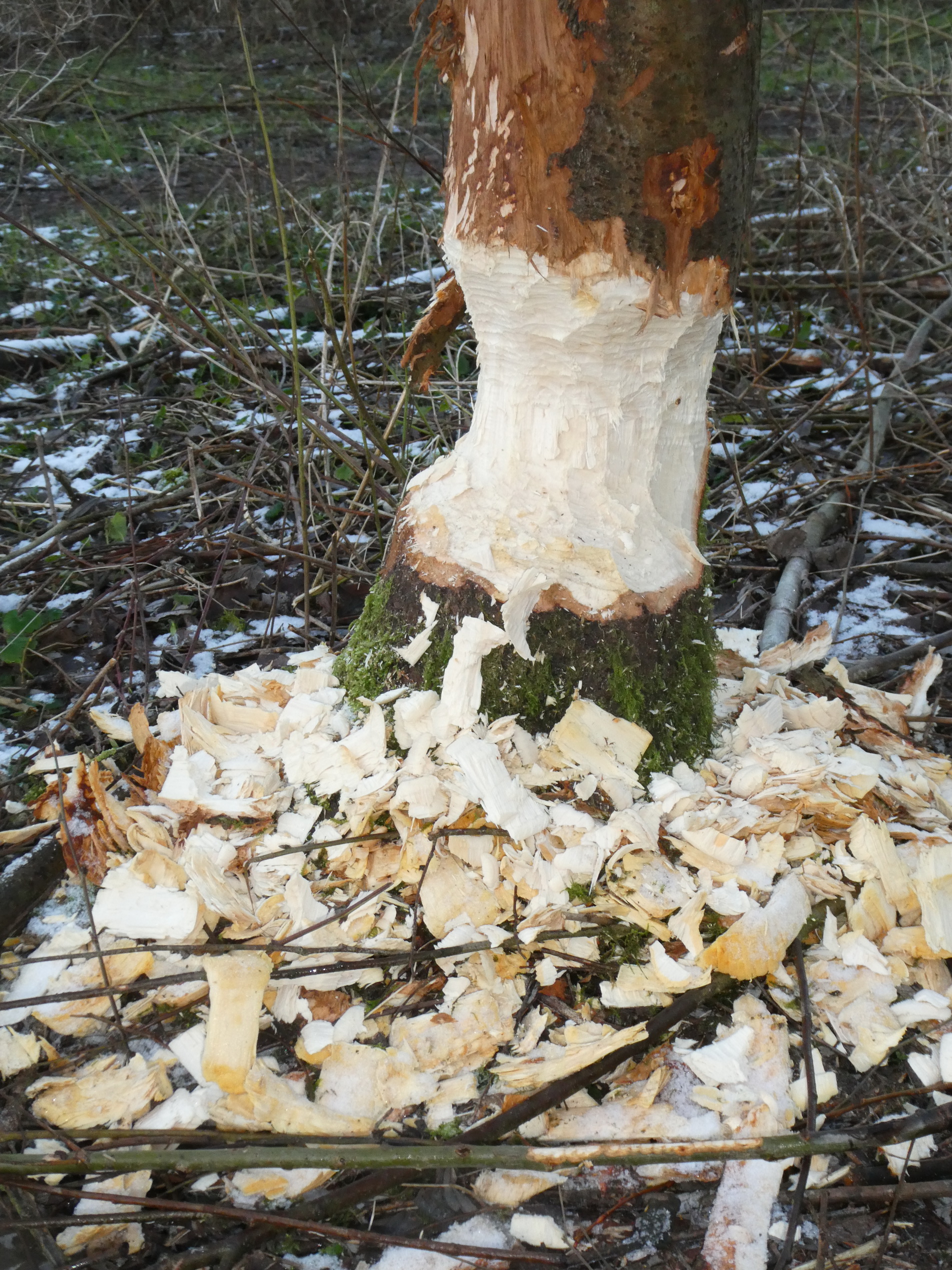 Boomstam omringd door houtsnippers, waarschijnlijk geknaagd door een bever in een besneeuwd bos.