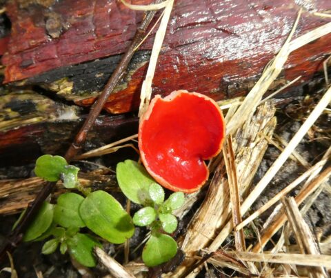 Felrode bekerzwam naast groene blaadjes op een vochtige, houtachtige ondergrond.