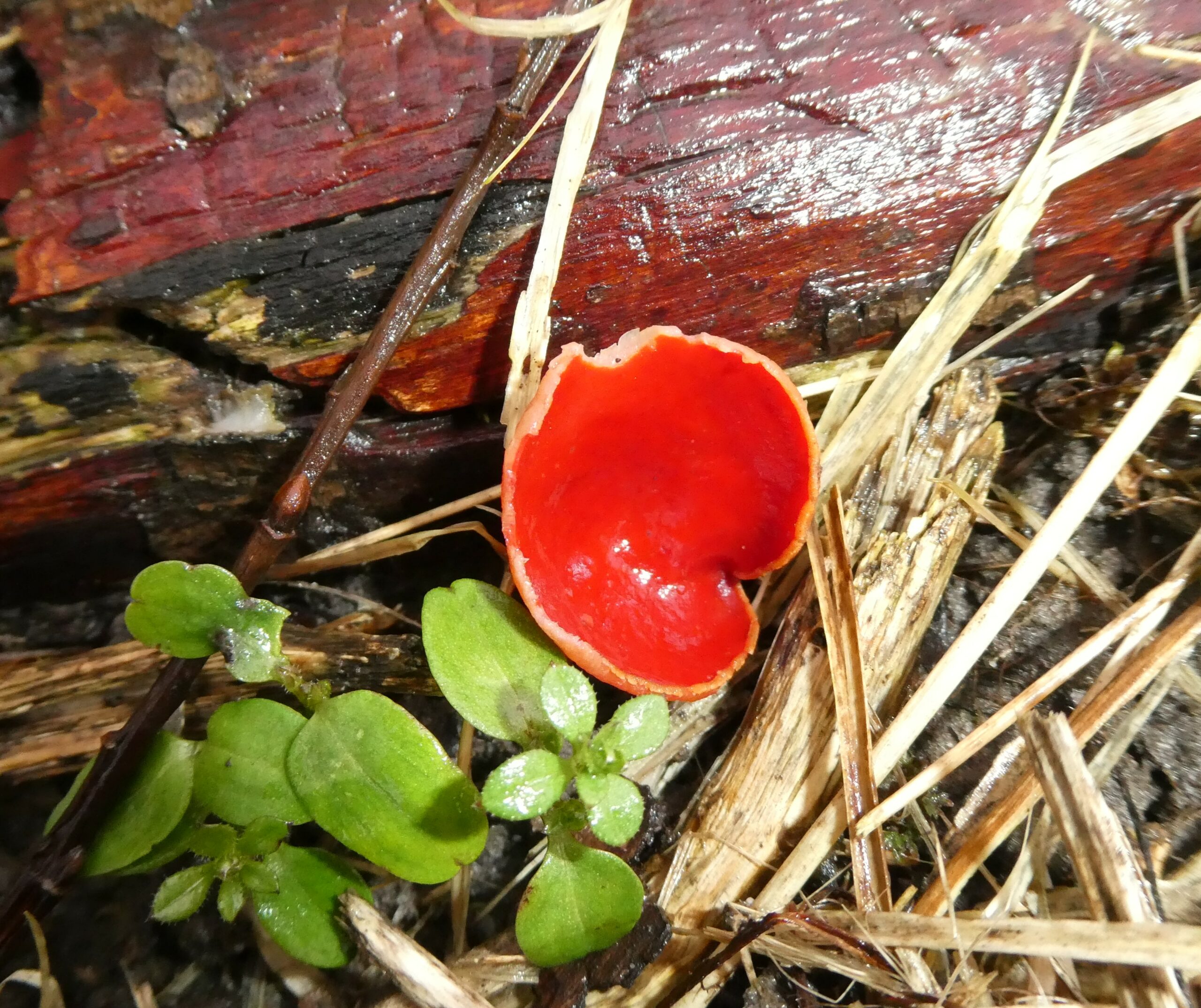 Felrode bekerzwam naast groene blaadjes op een vochtige, houtachtige ondergrond.