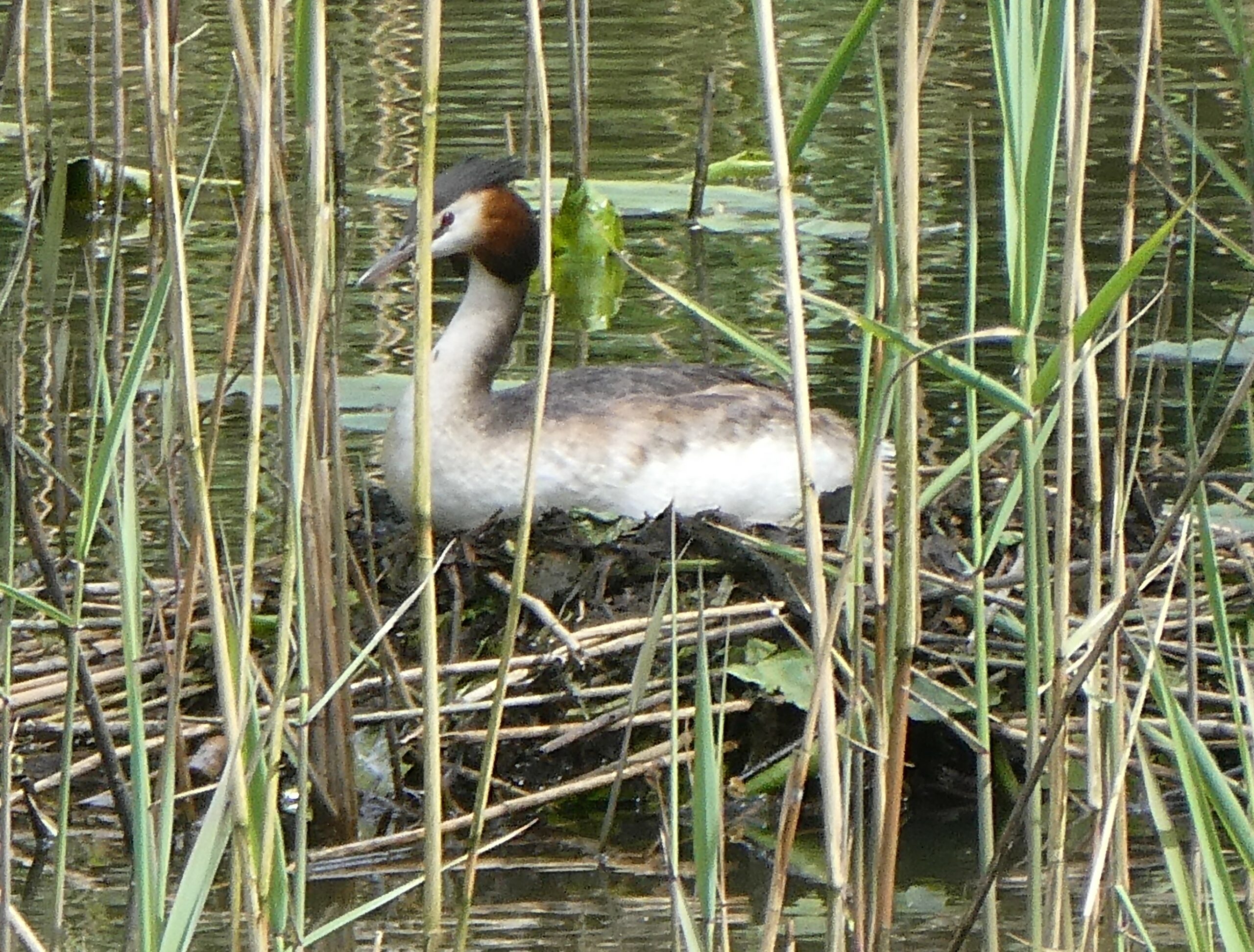 Fuut op nest tussen rietstengels aan de waterkant.