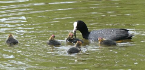 Meerkoet met vijf kuikens op het water.