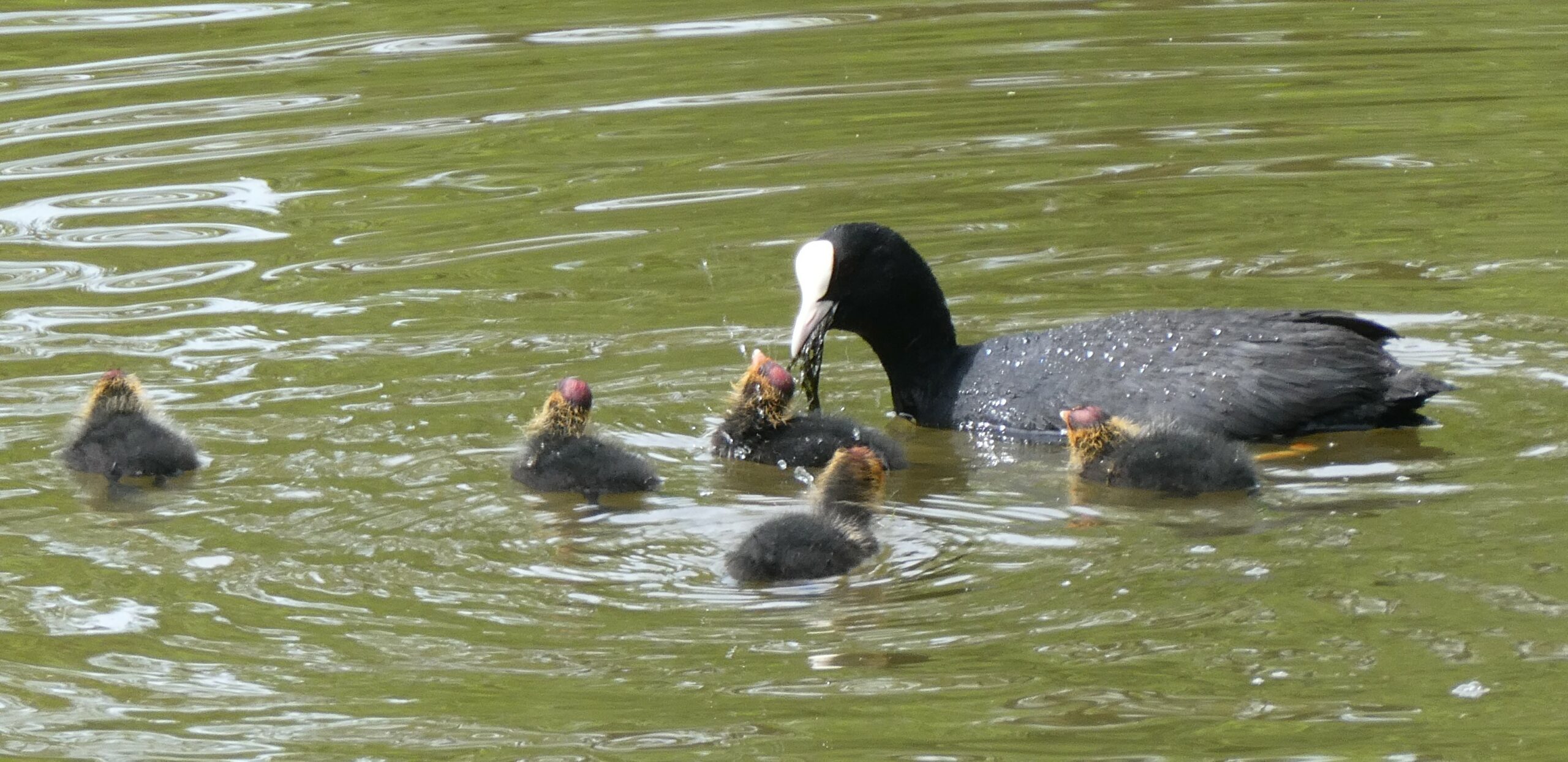 Meerkoet met vijf kuikens op het water.