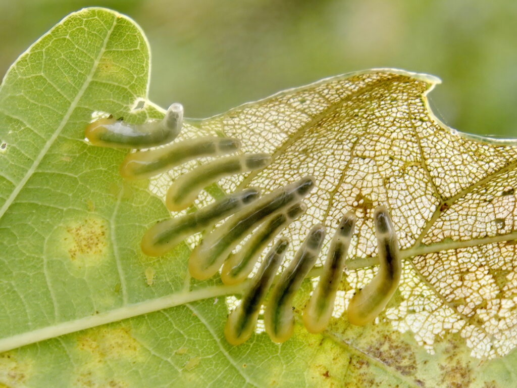Calrioa cinxix een bladwesp