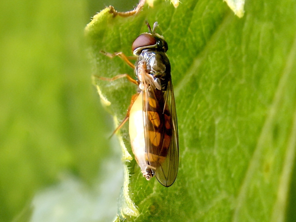 Melanostoma mellinum 