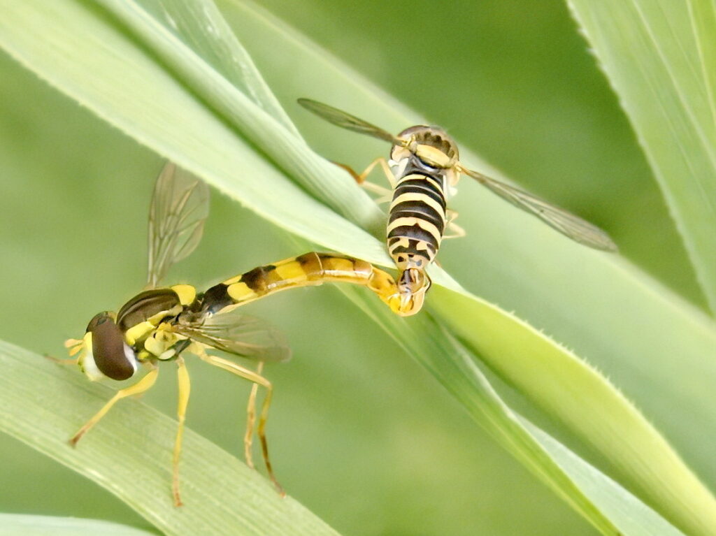 Sphaerophoria scripta 