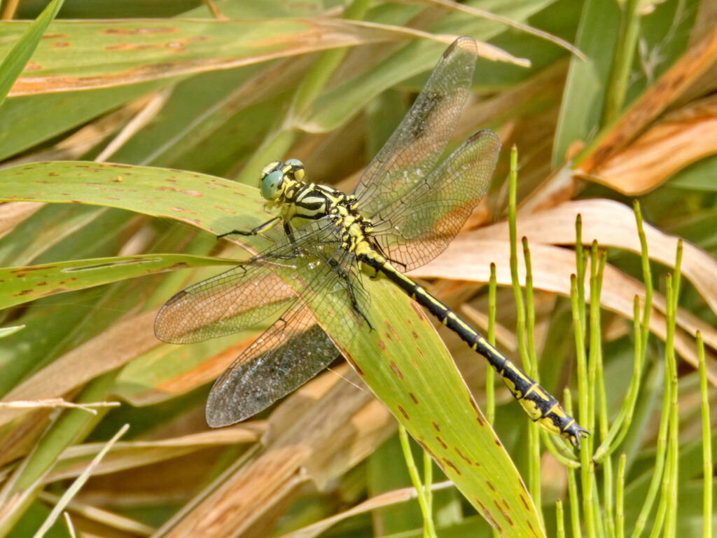 Gomphus flavipes