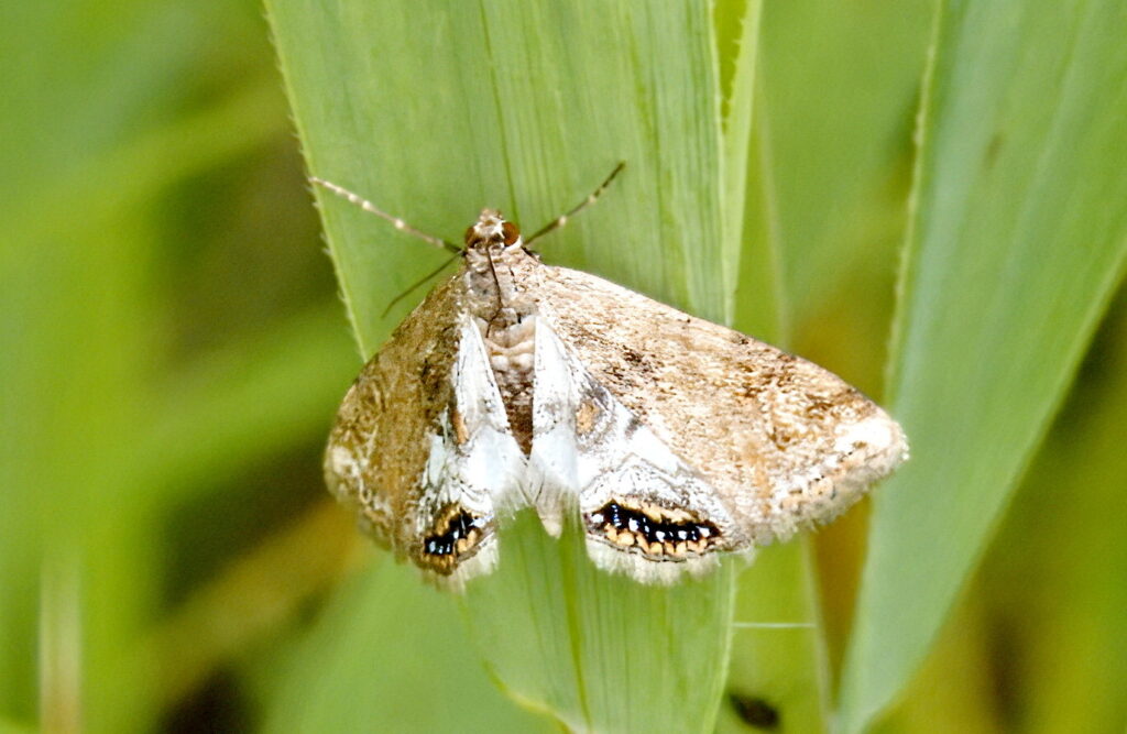 Cataclysta lemnata 