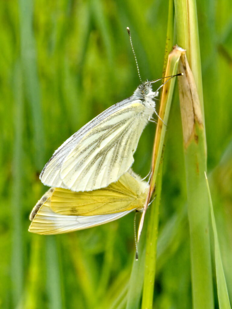 Pieris napi