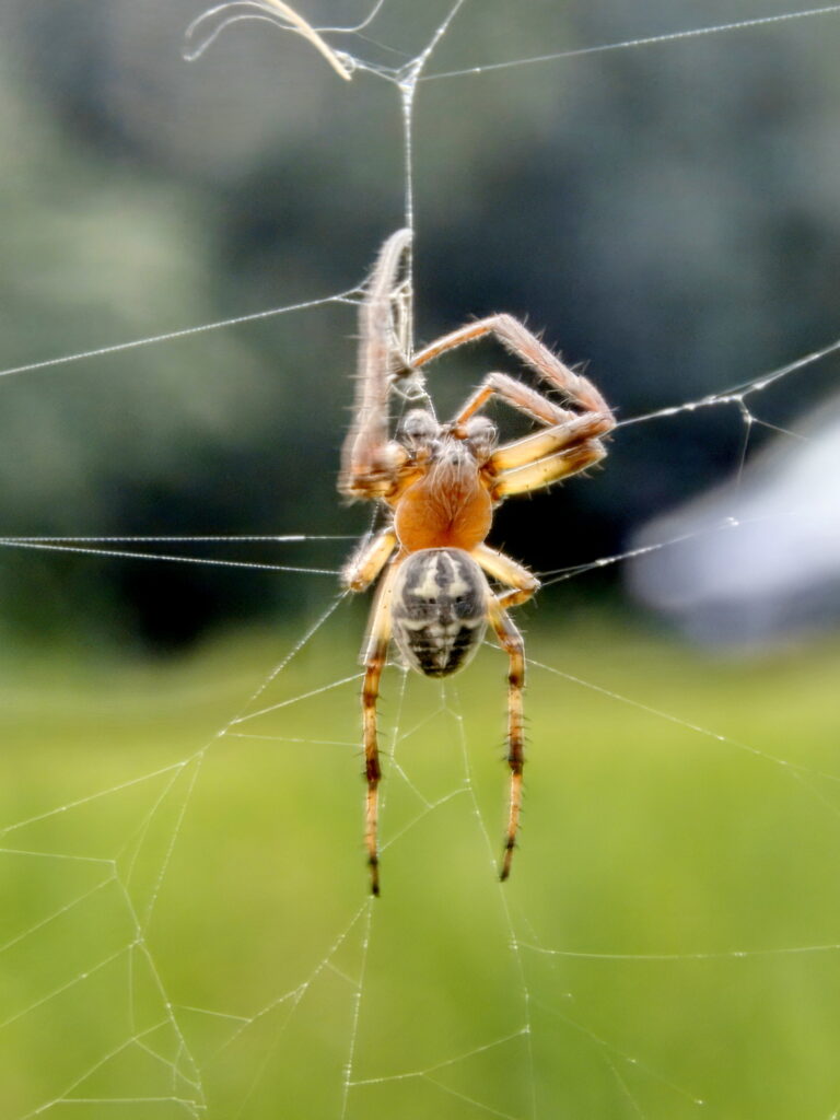 Larinioides cornutus 