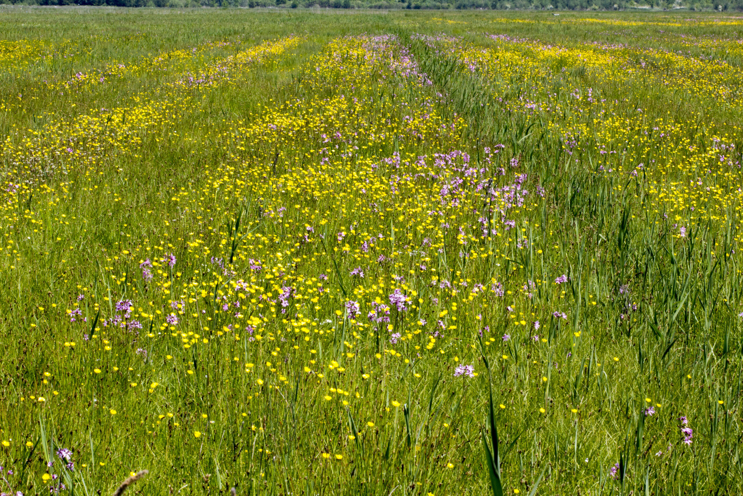 Bloemenveld met gele en paarse bloemen onder blauwe lucht.
