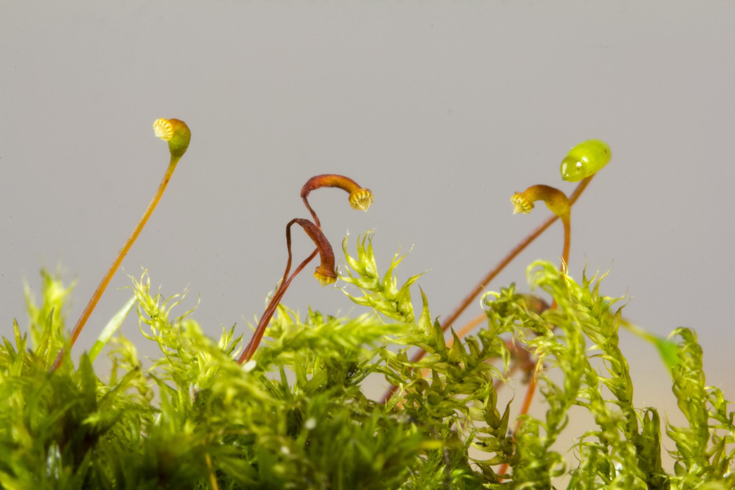 Groen mos met dunne, rode sporenkapsels op een grijzige achtergrond.