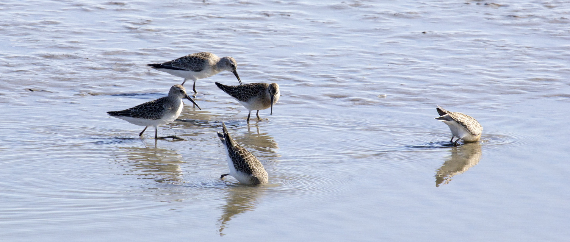 Vijf steltlopers foerageren in ondiep water, één duikt naar voedsel.