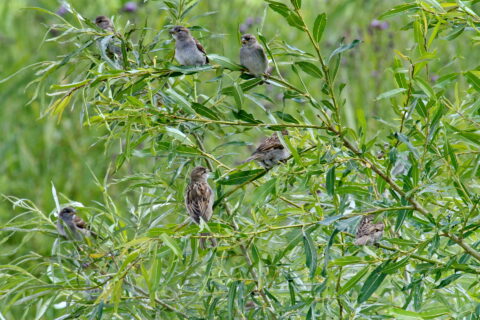 Meerdere mussen rusten op takken van een groene boom tegen een groene achtergrond.