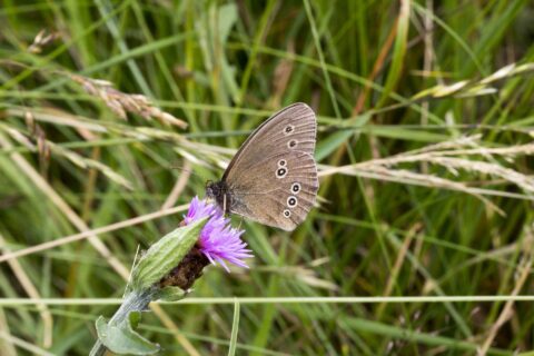 Een bruine vlinder op een paarse bloem tegen een achtergrond van groene grassprieten.