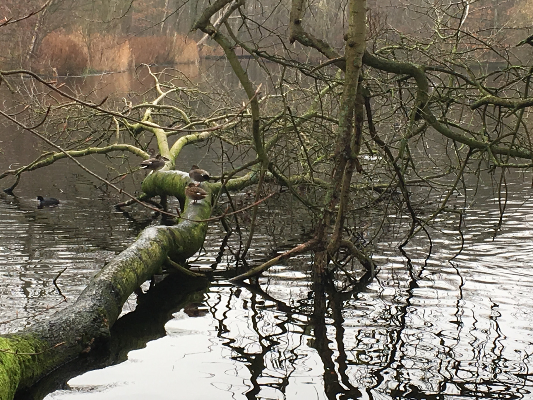 Meer en Bos-wandeling