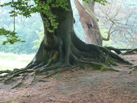 Excursie De Horsten