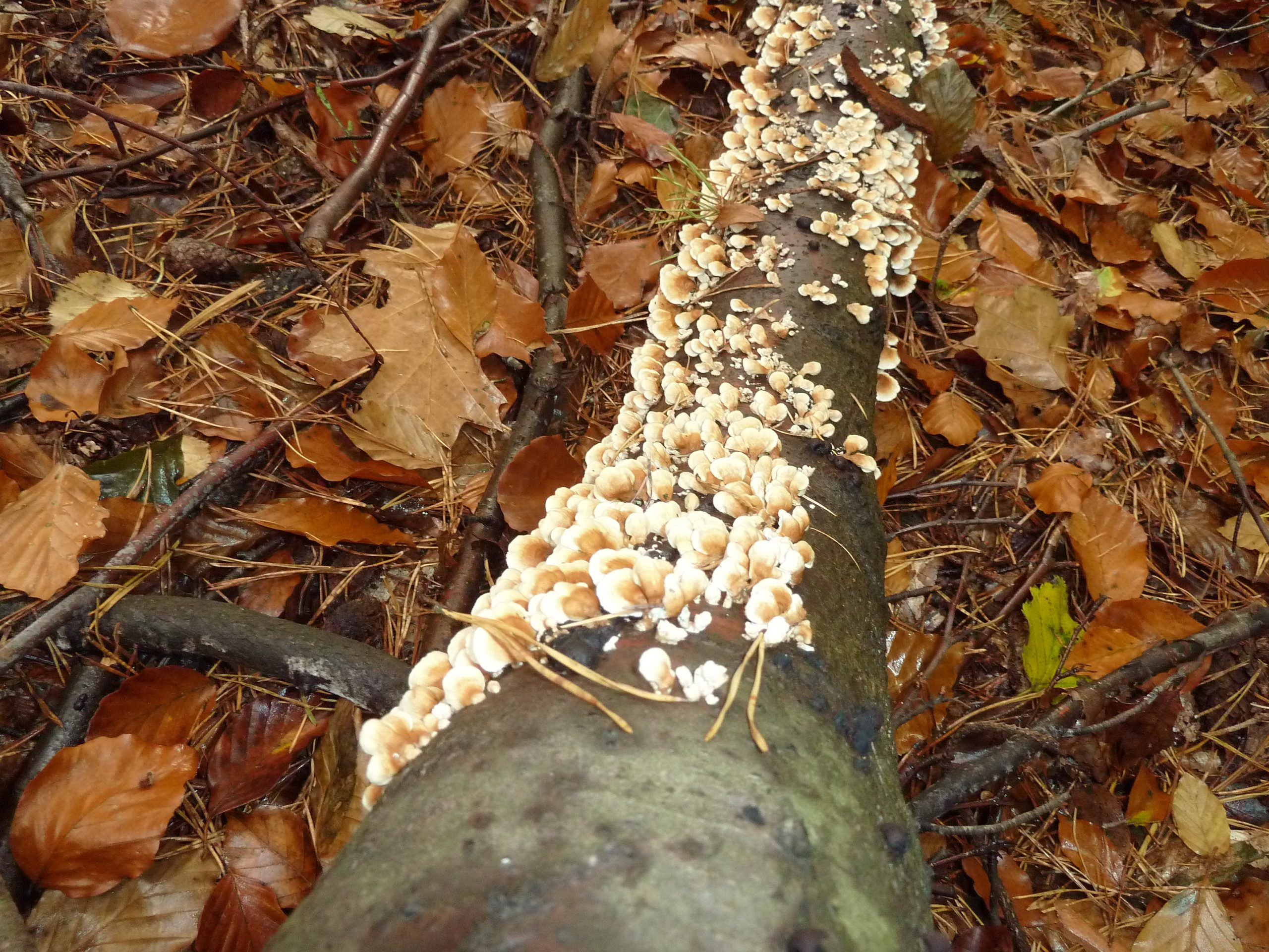 Paddenstoelen