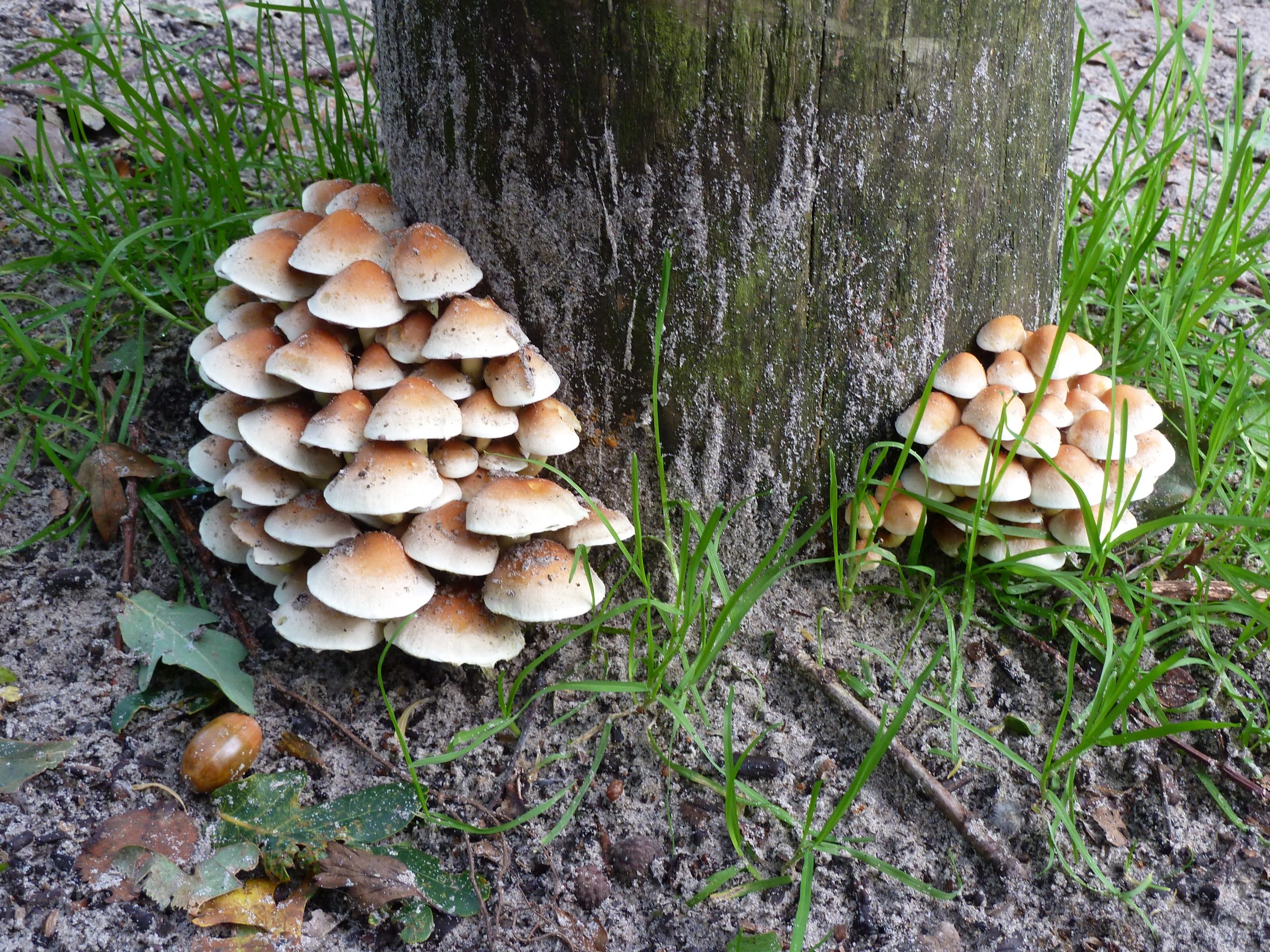 Paddenstoelen groeien in clusters aan de voet van een boomstam, omgeven door gras en bladeren.