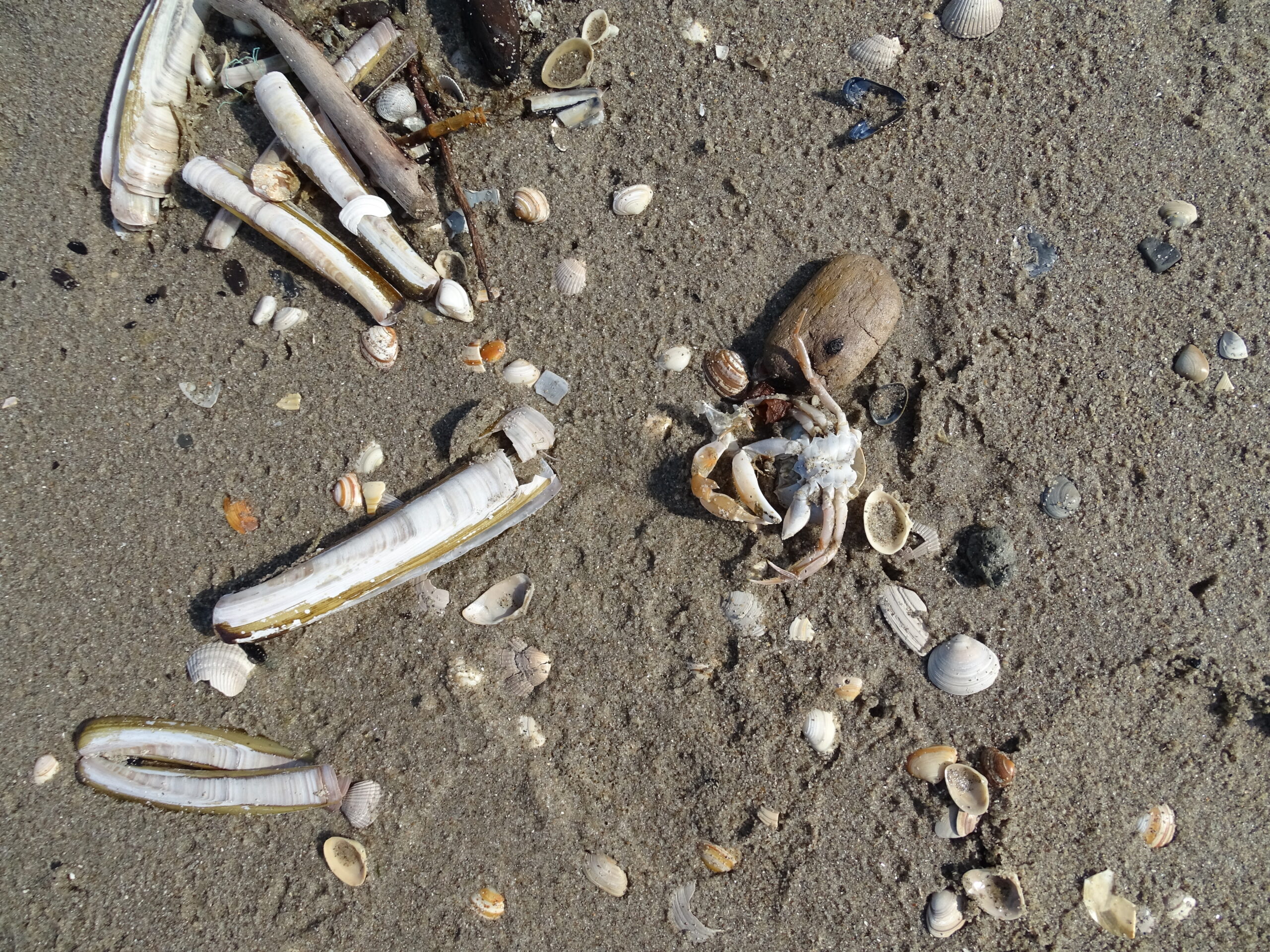Strandschelpen en een krab op nat zand. Verspreide schelpen en stukjes hout.