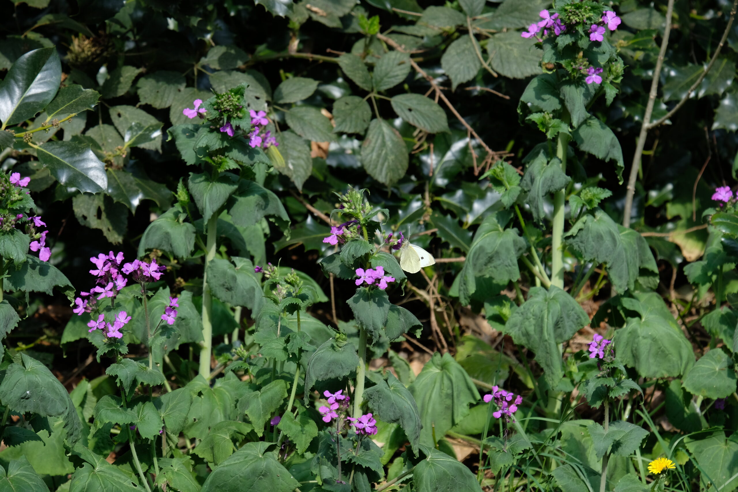 Paarse bloemen in groen gebladerte, met witte vlinder tussen de bladeren.