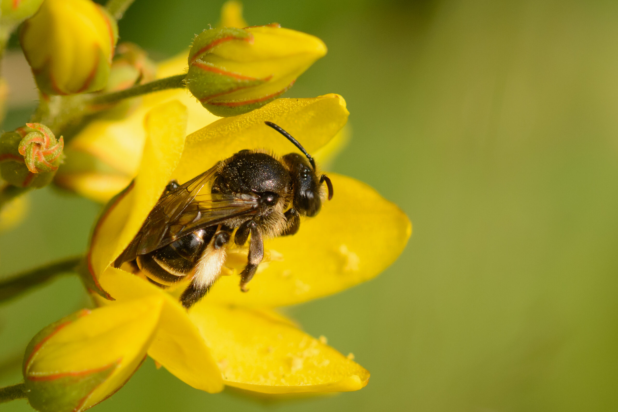 Een bij in een geopende gele bloem tegen een wazige groene achtergrond.